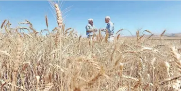  ?? LEON LESTRADE ?? DESPITE efforts, the problem of food supplies to Africa has to be raised again and again due to the lack of visible progress in the realisatio­n of the Grain Initiative. |