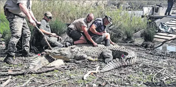  ?? ?? Research: Scientists from the Mpumalanga Tourism and Parks Agency and Onderstepo­ort Veterinary Academic Hospital fit crocodiles with satellite transmitte­rs to monitor them and the effects of the toxic spill