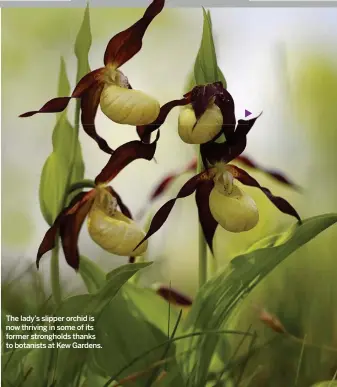  ??  ?? The lady’s slipper orchid is now thriving in some of its former stronghold­s thanks to botanists at Kew Gardens.