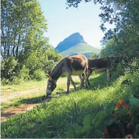  ?? Picture: SEAN CHRISTIE ?? SAFELY GRAZE: Lion’s Head provides the backdrop for a peaceful pair of donkeys