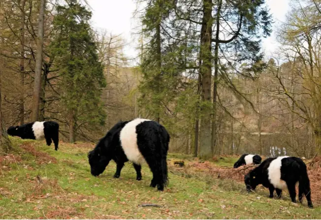  ??  ?? The breed is popular for conservati­on grazing schemes, where animals are introduced to improve vegetation and habitat. Here, a herd grazes coniferous woodland in Tarn Hows, Cumbria.