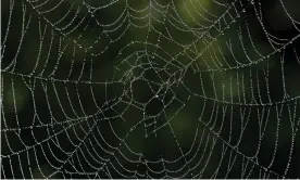  ?? Photograph: Christof Stache/AFP/Getty Images ?? Dew drops hang on a spider’s web. The Australian little humped spider, is making itself at home in New Zealand.