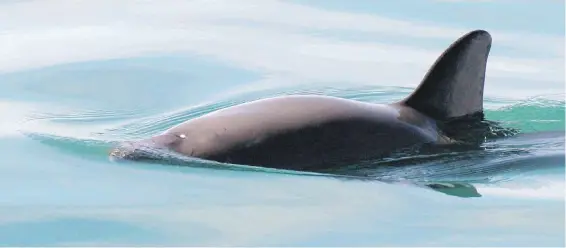  ??  ?? Mexican fisheries that use a net are being blamed for killing off the vaquita, the world’s smallest and most-endangered porpoise. On Thursday, a judge ordered the U.S. government to ban the import of seafood caught in those fisheries.