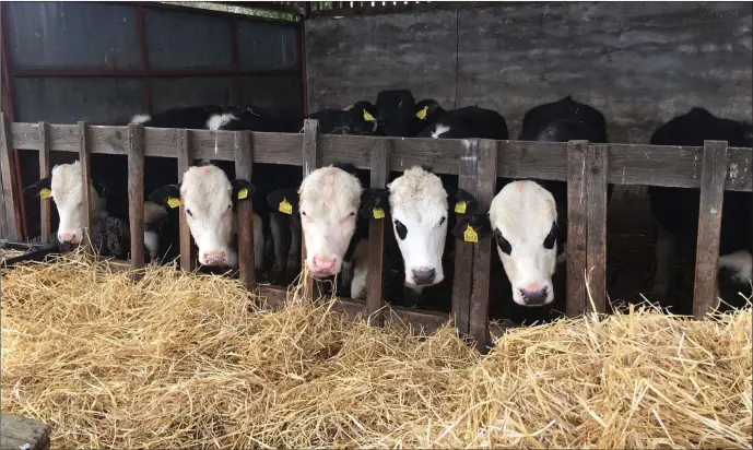  ??  ?? Raymond’s herd of year old suckler calves eating straw mixed with fodder stretcher.