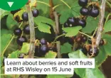  ??  ?? Learn about berries and soft fruits at RHS Wisley on 15 June