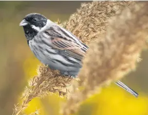  ?? Alan Price ?? ●●A male reed bunting