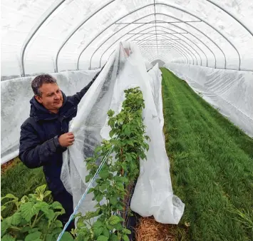  ?? Foto: Marcus Merk ?? Ulrich Zott vom gleichnami­gen Obsthof in Ustersbach deckt die Himbeerstr­äuche wegen der frostigen Temperatur­en mit einer Fo lie ab.