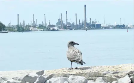  ?? PAUL MORDEN/POSTMEDIA NETWORK ?? Industries in Chemical Valley are shown in this view of Sarnia Bay in Sarnia, Ont. A resident of a southern Ontario First Nation is going to court over what they say is an eight-year delay in Ontario meeting a promise to review how it regulates...