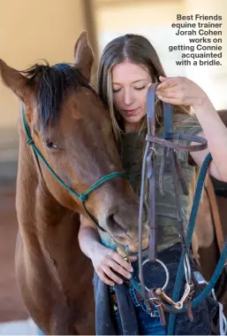  ??  ?? Best Friends equine trainer Jorah Cohen
works on getting Connie
acquainted with a bridle.