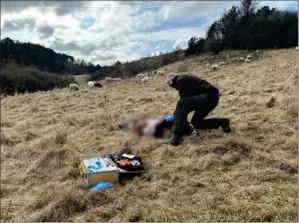  ?? ?? Ejer af et skambidt får har én bestemt grund til at tro, at det er en ulv, der har draebt det. Privatfoto