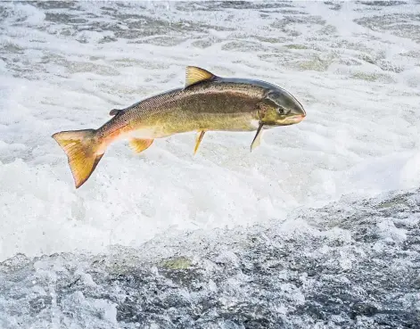  ?? ?? AT RISK: The government is taking action to protect the species by, among others, improving the condition of rivers.