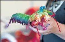  ??  ?? Artist Kathryn Vinson holds a peacock mantis shrimp that she created with fellow artist Heather Fortin Rubald out of recyclable materials for the Fourth Street Aquarium installati­on.