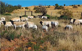  ?? FOTO: JOHAN NORVAL ?? Weiding op mnr. Izak Nel se plaas naby Rouxville in die Vrystaat.