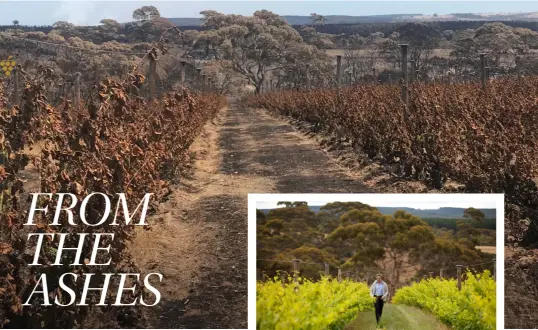  ??  ?? Bush vines at The Islander Estate Vineyards after the fires; and (below) Jacques Lurton in the same vineyard
before the fires.