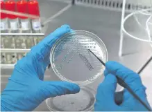  ??  ?? El tratamient­o de bacterias de Eschericia coli para que procesen CO2, en etapa experiment­al, tiene potencial.