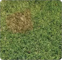  ?? METRO CREATIVE CONNECTION PHOTO ?? Reseeding spots or using sod to fill in bare areas can help lawns look lush.