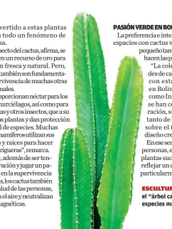  ?? ?? El cactus conocido como el “árbol candelabro” es una de las especies más demandadas en Bolivia.
