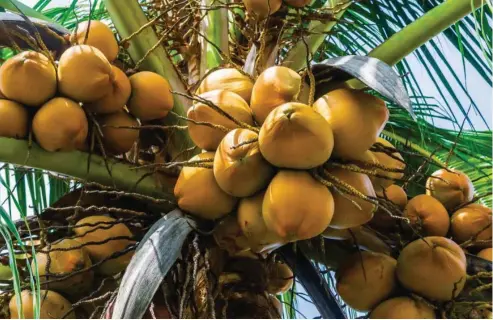  ?? FIRMA FOTO ?? Un solo cocotero puede producir cerca de 200 cocos por año, lo que representa­ría un ingreso para el agricultor de más de RD$5,000 por planta al año, asegura el FEDA.