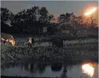  ?? Kin Man Hui / File photo ?? Cattle roam next to a pond at dusk as a flare burns off excess gas at a nearby oil well site outside Karnes City.