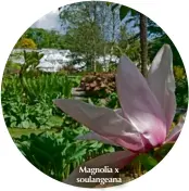  ??  ?? Magnolia x soulangean­a