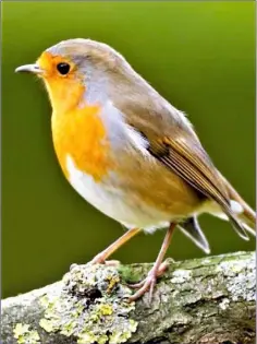  ??  ?? The Robin is the only species of wild bird found in Ireland that continues to sing throughout the winter.