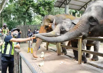  ?? — Bernama photo ?? Celebrity Zizan Razak feed the elephant.