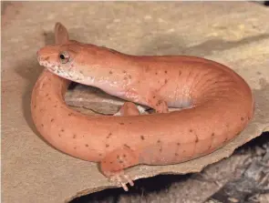  ?? JIM MCCORMAC ?? A Kentucky spring salamander was found on Jim Mccomac’s recent 24-hour quest with Kelly Capuzzi, John Howard and Aaron Crank.