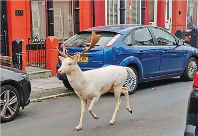  ?? ?? Lost: White stag wanders down a street in Bootle after wandering in from countrysid­e