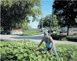  ?? Picture: REUTERS ?? BACK TO BASICS: Luis Ledesma with his pumpkin plants in front of his house in Havana.