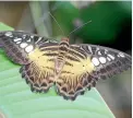  ??  ?? There are between 400 and 600 butterflie­s at the Thames Butterfly Forest, including this Asian Clipper butterfly.