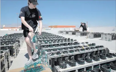 ?? Erik Verduzco ?? Las Vegas Review-journal @Erik_verduzco Brittany Zastrow, a pyrotechni­cian with Fireworks by Grucci, connects wiring Tuesday for a Fourth of July fireworks show on the top of the parking garage at the Fiesta Rancho in North Las Vegas.