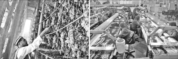  ??  ?? (Left) An Afghan farmer inspects grapes inside a drying room in the Deh Sabz district of Kabul. • (Right) Afghan women working at a raisin factory in the outskirts of Kabul. — AFP photos