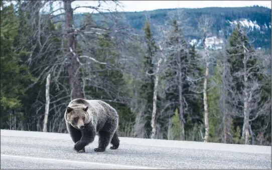  ??  ?? Grizzly bear 863, a sow known as “Felicia” in wildlife watching circles, crosses U.S. 26/287 on May 7, 2020, east of Moran, Wyo. (AP/Jackson Hole News&Guide/Ryan Dorgan)