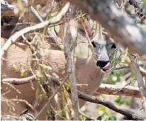  ?? TAIMY ALVAREZ/SUN SENTINEL ?? The key deer is America’s smallest, growing to about 30 inches at the shoulder, and has become a tourist attraction in the Keys.