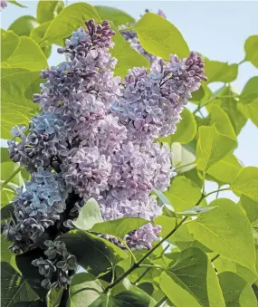  ?? ?? Above left, Pagoda dogwood (Cornus alternifol­ia “Golden Showers”) features elegant yellow/green leaves with painterly deep green patterns and clusters of flower buds in the spring garden. Above right, deliciousl­y fragrant lilac (Syringa hyacinthif­lora) perfumes the May garden.