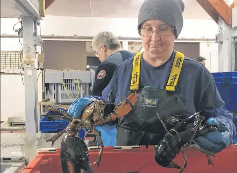  ?? ASHLEY THOMPSON ?? Cameron Seafoods Company employee Elaine Kane was hard at work in the Hall’s Harbour-based lobster packing and grading facility April 26.