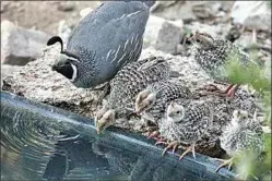  ?? PHOTO BY TOSHIMI KRISTOF ?? A little California Quail rooster has brought his babies to drink at a water source provided by Les and Toshimi in Bear Valley Springs.