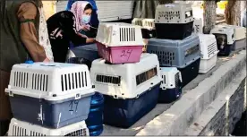  ??  ?? AIRLIFT: Nowzad workers with some animals they saved outside Kabul airport