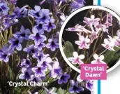  ??  ?? ‘Crystal Charm’ ‘Crystal Dawn’