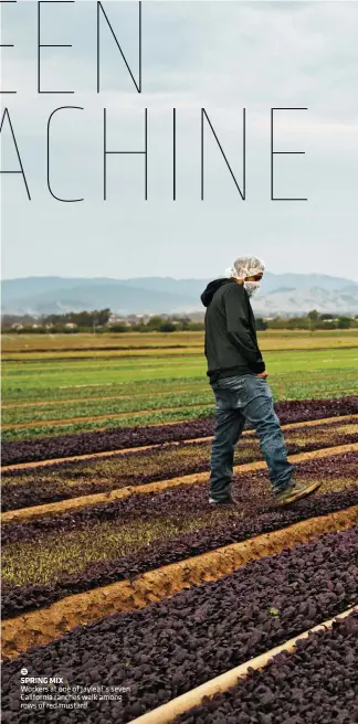  ??  ?? SPRING MIX Workers at one of Jayleaf’s seven California ranches walk among rows of red mustard.