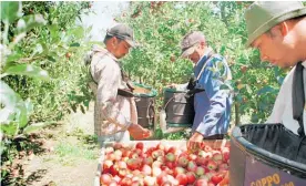  ?? Photo / File ?? Temporary workers involved in the fruit industry in Hawke’s Bay.