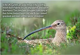  ??  ?? In the UK, Curlews are under threat in the breeding season due to habitat loss and degradatio­n, and human disturbanc­e. They have been extirpated from many of their former lowland haunts and now Britain’s upland grasslands and moors are the species’ stronghold.