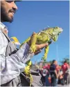  ?? RODRIGO ABD/ASSOCIATED PRESS ?? Honduran migrant Carlos Aguilera and his pet iguana Diana wait to board a bus in La Concha, Mexico, Wednesday.