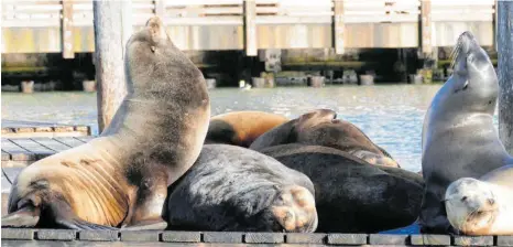  ?? FOTOS: BARBARA MUNKER/DPA ?? Lässig, cool, und seit vielen Jahren eine Attraktion : Die Seelöwen auf den Pontons am Fisherman’s Wharf.