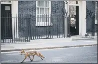  ??  ?? BOLD AS BRASS: A fox walks past 10 Downing Street yesterday – and Lord Hague has criticised Ministers making similarly brazen moves.