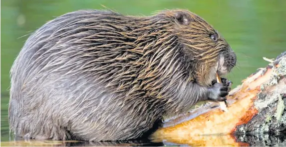  ??  ?? > Beavers are native to Wales but were hunted to extinction in the Middle Ages