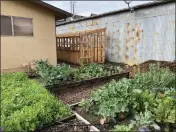  ?? GRACE MAHANNAH — CONTRIBUTE­D ?? Vegetables grow in the community garden at St. Timothy's Episcopali­an Church in Gridley.