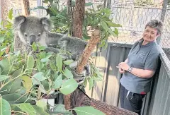  ?? REUTERS ?? Sue Ashton, president of Koala Conservati­on Australia, checks on a koala mother named Julie and its offspring, in Port Macquarie, on Thursday.