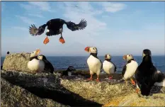  ?? (File Photo/AP/Robert F. Bukaty) ?? An Atlantic puffin comes in for a landing July 21, 2019, on Eastern Egg Rock, a small island off the coast of Maine.