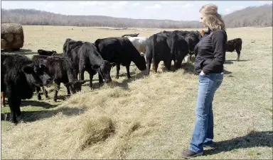  ?? Marc Hayot/Herald-Leader ?? Susie Niehus observes part of her herd grazing on hay. Niehus, who grew up on a farm outside of Siloam Springs coordinate­s the operations of Niehus Ranch outside of Jay, Okla.